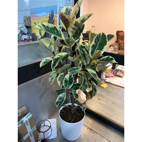 斑葉橡膠樹風水