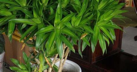 百合竹风水