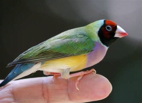 七彩文鳥飼養