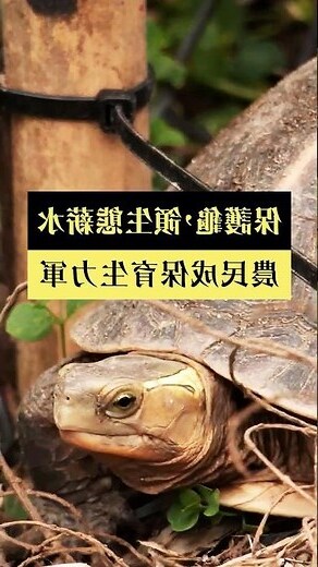 食蛇龜會咬人嗎