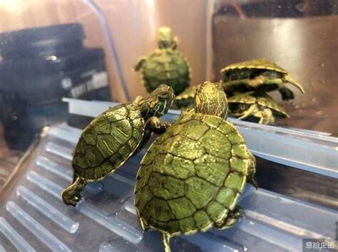 寵物龜