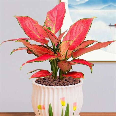 吉利紅開花