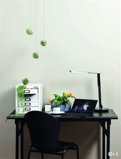 書桌植物