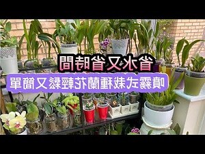 家裡擺蘭花