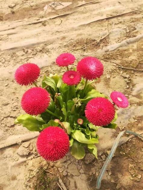 雛菊種植