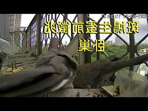 斑鳩死前的徵兆