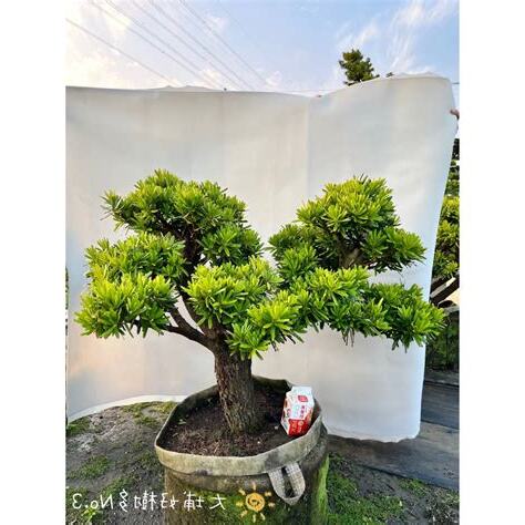 羅漢松樹風水