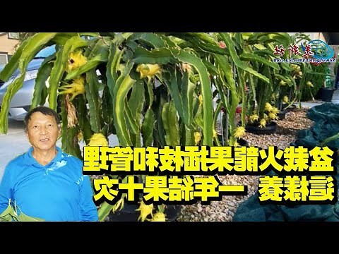 麒麟果種植