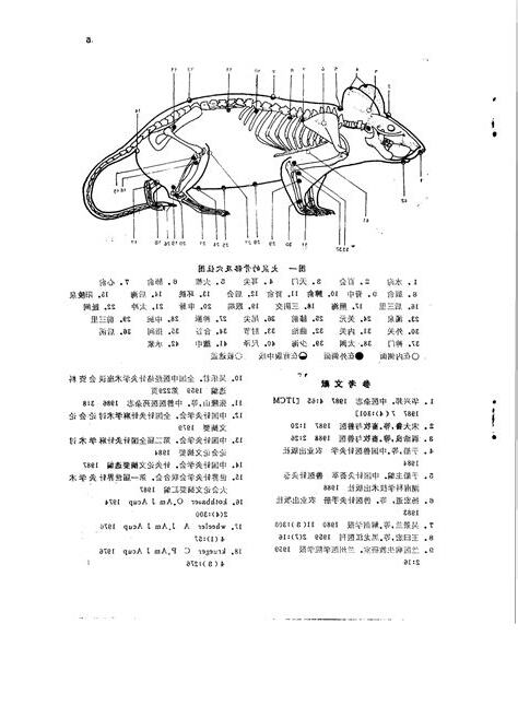 穴鼠