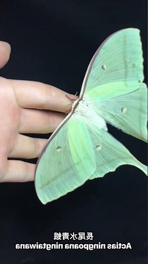 飛蛾寓意