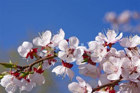 杏樹開花