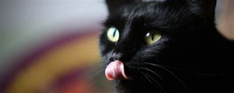 黑猫寓意