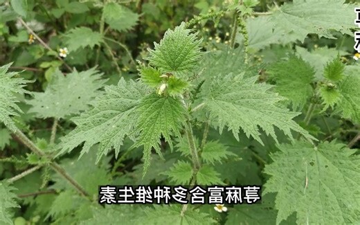 帶刺有刺的植物