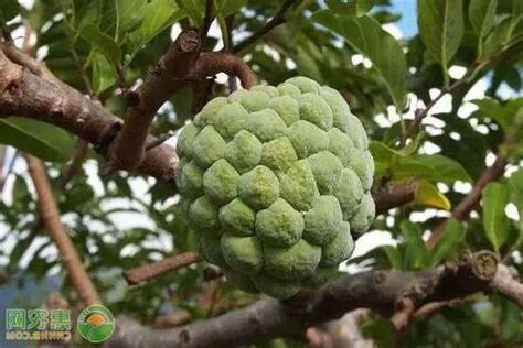 番鬼荔枝濕熱