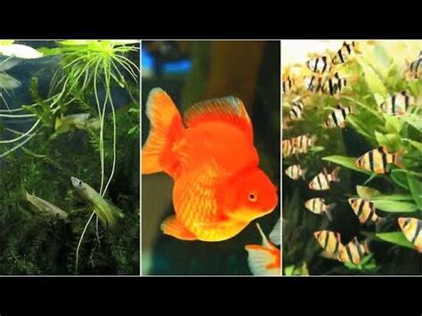 四間魚兇