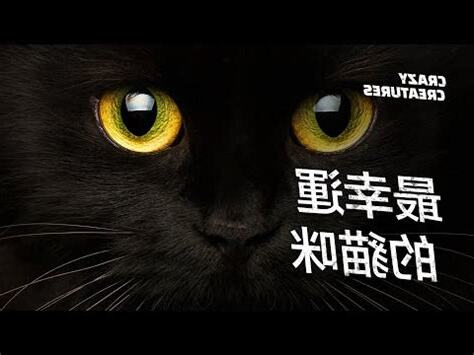 遇到黑貓代表什麼