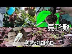 玲瓏冷水花風水