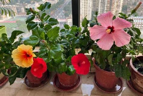 扶桑花怎麼養