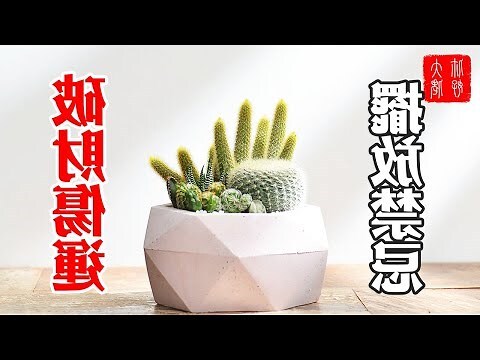 家裡可以放仙人掌嗎