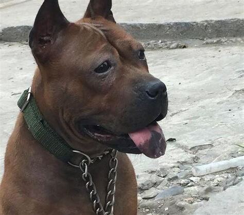 川東獵犬