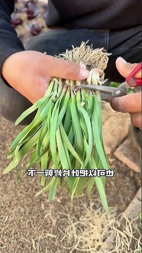 韭菜種植注意事項