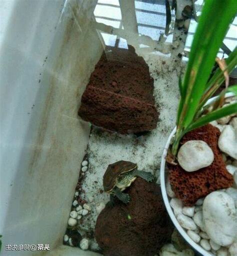 深水烏龜