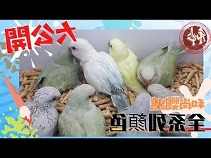 雪鸚鵡變白