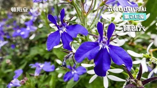 花卉大全