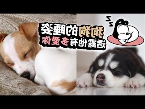 狗喜歡睡門口