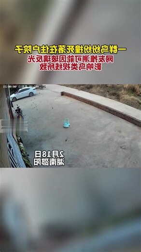小鸟死在院子里
