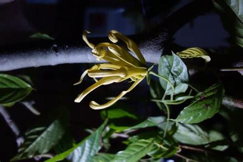 夜間開花植物