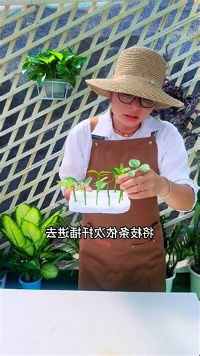 樹狀月季花哪裡買