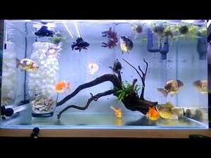 金魚數量