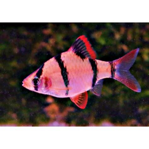 四間魚打架