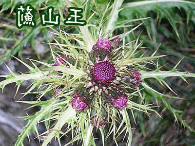 雞角刺功效禁忌
