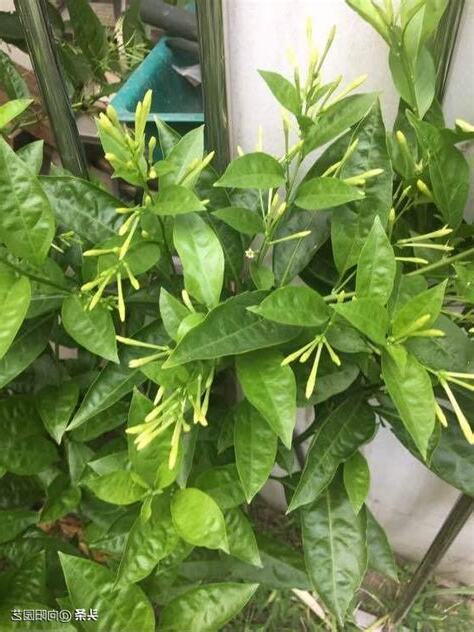 夜來香有毒嗎