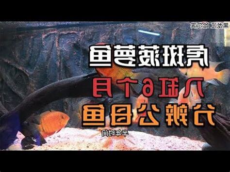 波羅魚種類