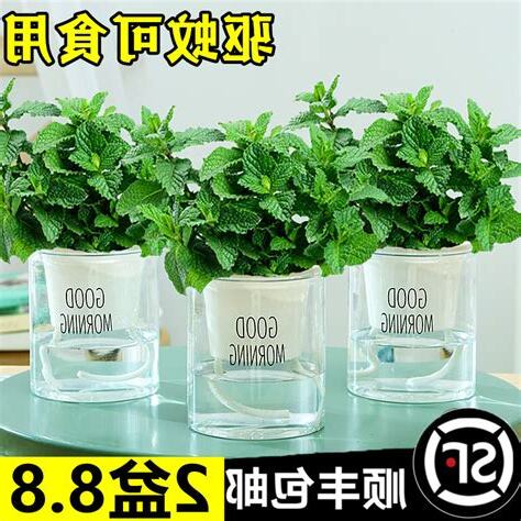 厕所植物