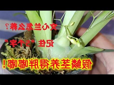 文心蘭風水