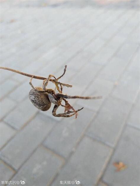 看到大蜘蛛