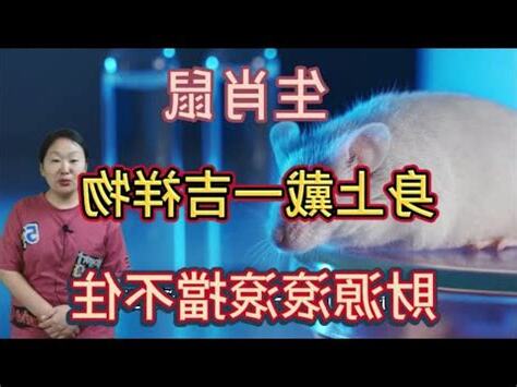 屬鼠適合的生肖