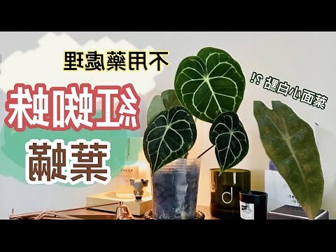 圓葉花竹