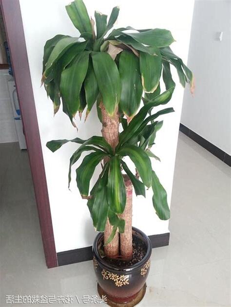 放門口植物