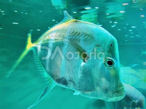 銀色的魚