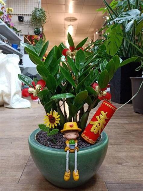 錢樹種植