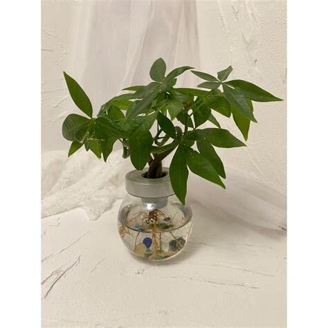 辦公室水生植物