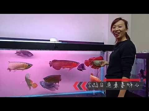 養龍魚禁忌