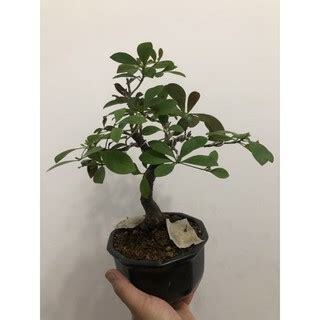 青龍珠樹
