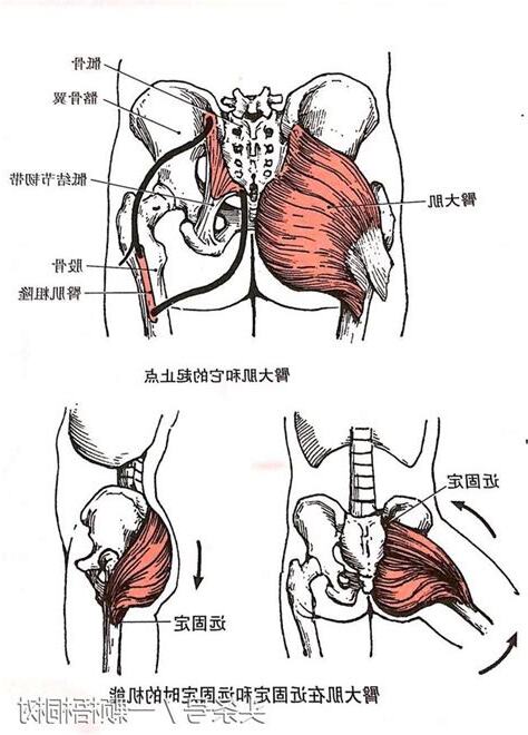 臀部曲線