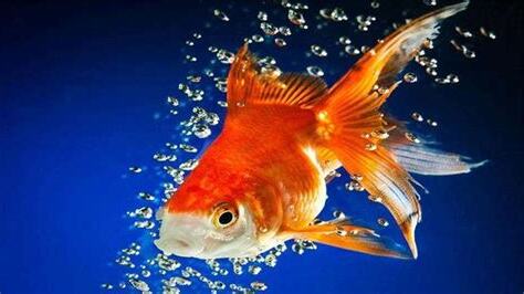 金魚缺氧